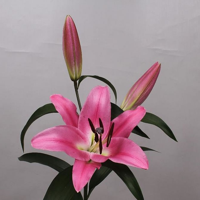 Lily Oriental - Robina