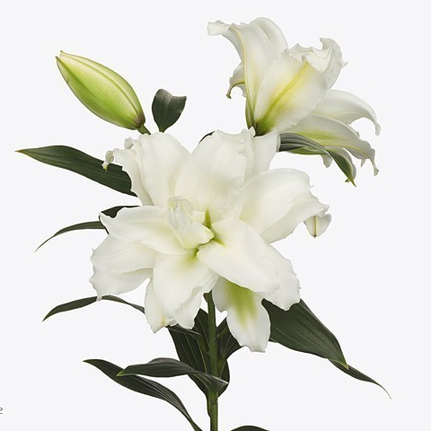 Lily Oriental - Roselily Dejima