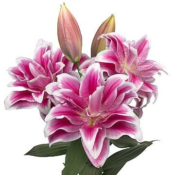 Lily Oriental - Roselily Olympia