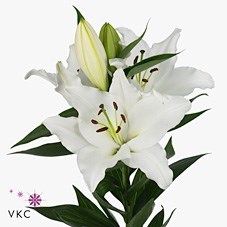 Lily Oriental - Rostov