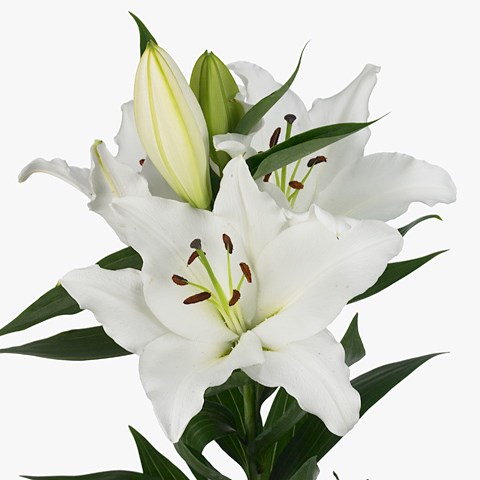 Lily Oriental - Rostov