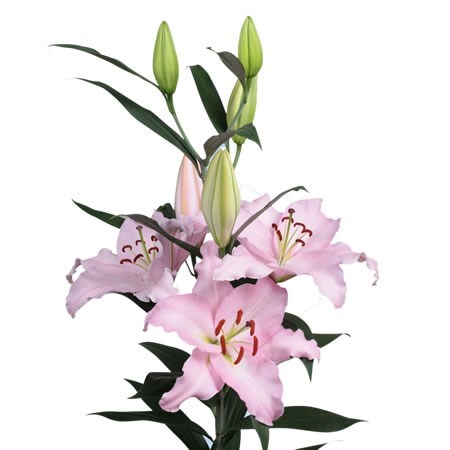 Lily Oriental - Rubiano