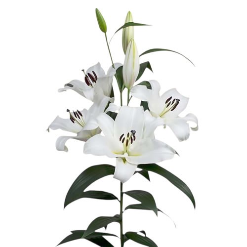 Lily Oriental - Saronno