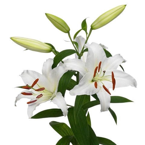 Lily Oriental - Siberia