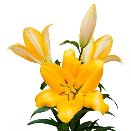 Lily Oriental Terrasol