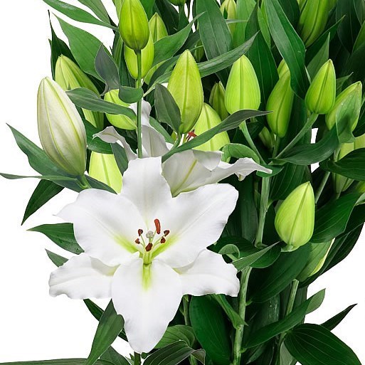 Lily Oriental - Tourega