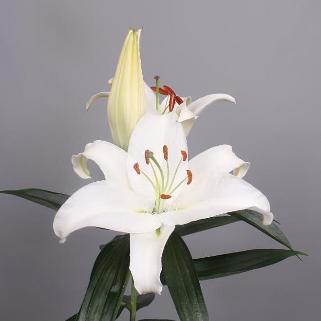 Lily oriental - universe