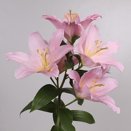 Lily Oriental - Vendome