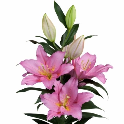 Lily Oriental - Vendome