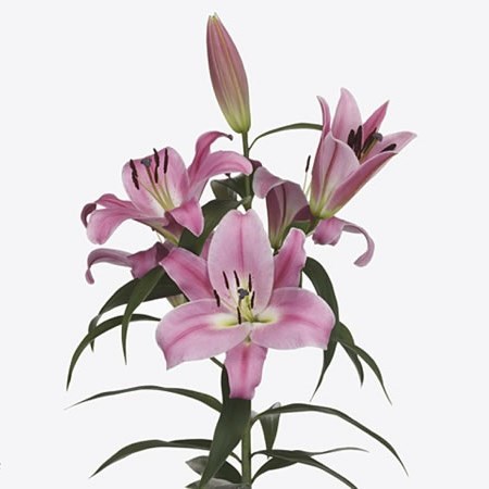 Lily Oriental - Virunga