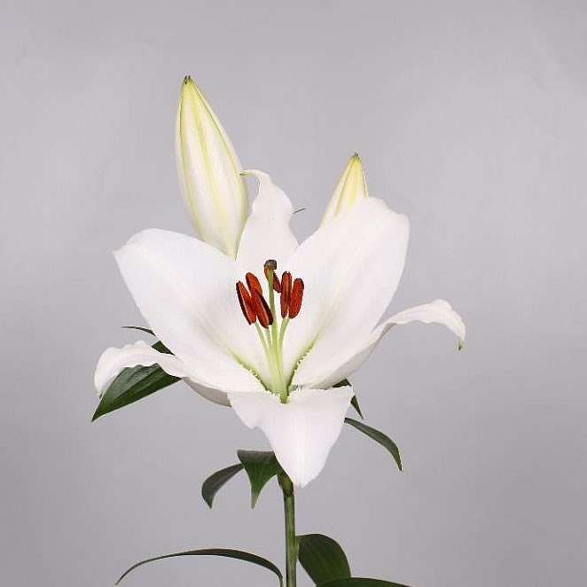 Lily Oriental - White Proud