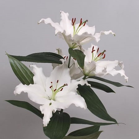 Lily Oriental - White River