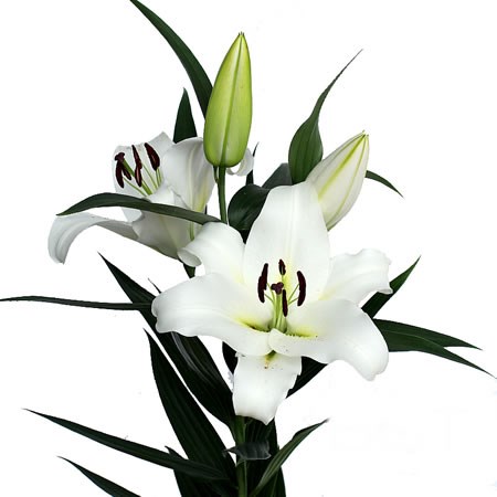 Lily Oriental - White Survival