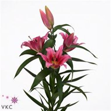 Lily Oriental - Muscat