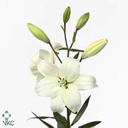 LILY LA. LITOUWEN