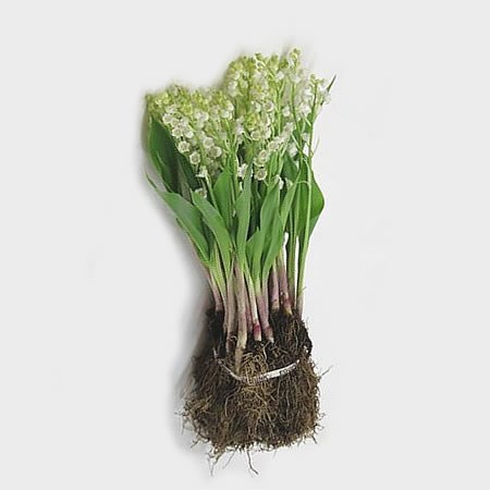 Wholesale Flowers, White Lily of the Valley (25 stems)