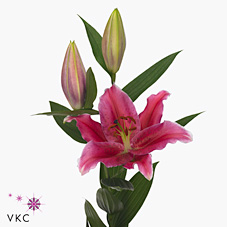 Lily oriental - pink coral