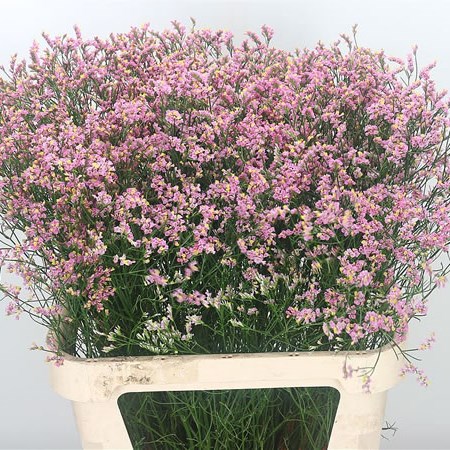 Limonium Anouchka Diamond