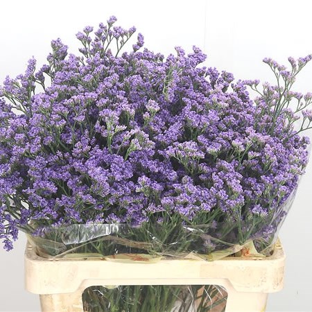 Limonium Arizona Blue