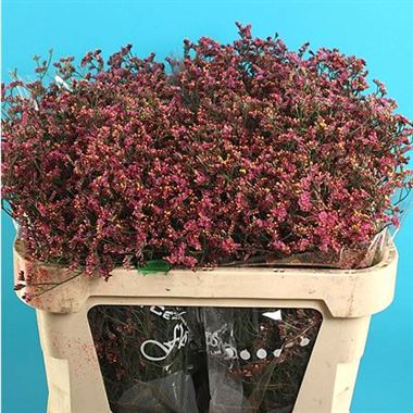 Limonium China Red