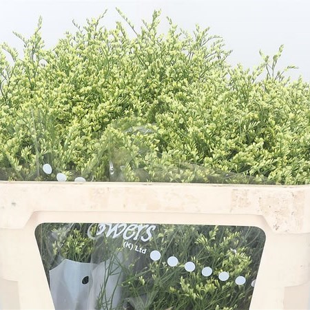 Limonium China Summer