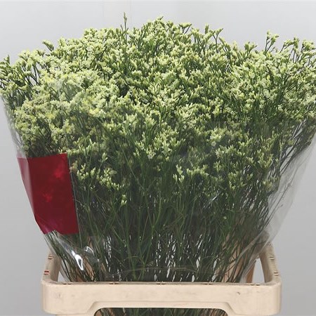 Limonium China Yellow