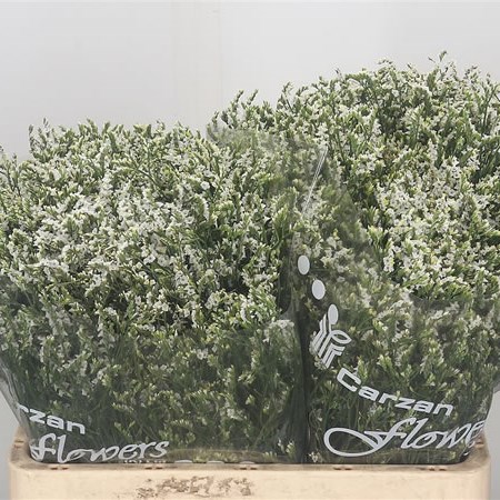 Limonium Cool Diamond