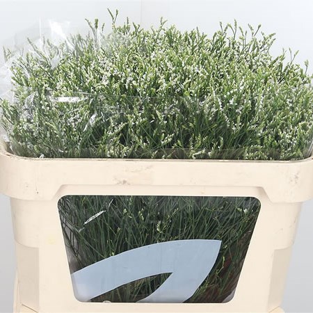 Limonium Cool Diamond