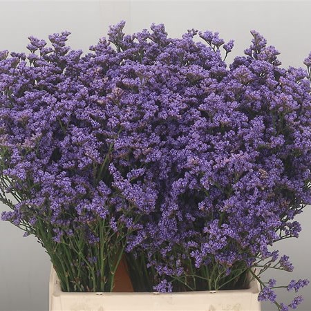 Limonium Dazz Stone