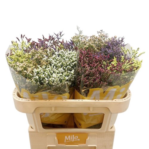 Limonium Diamond Mix