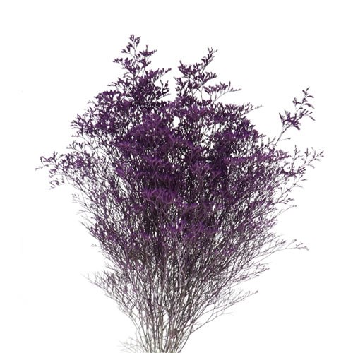 Limonium Dyed Purple
