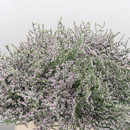 Limonium Gonio Tataricum