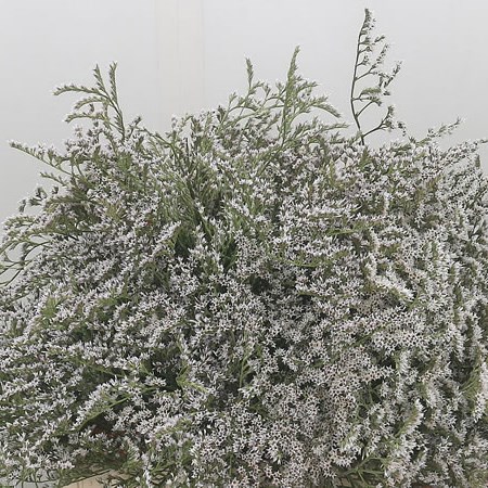 Limonium Gonio Tataricum