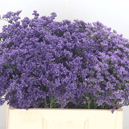 Limonium Maine Blue