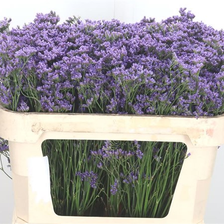 Limonium Maine Blue