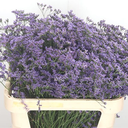 Limonium Maine Blue