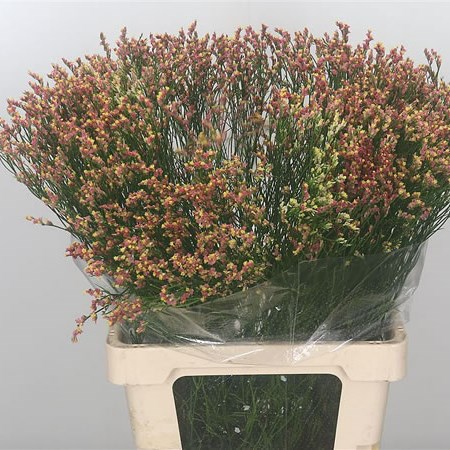 Limonium Max Diamond