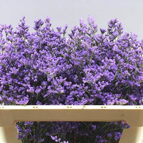 Limonium Michigan Blue