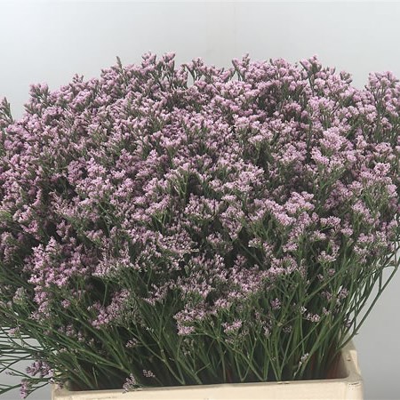 Limonium Mr Silver Pink