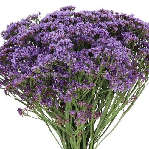 Limonium Perezii Enchante