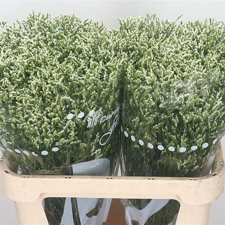 Limonium Pina Colada