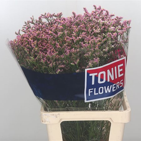 Limonium Pink Anouchka Diamond