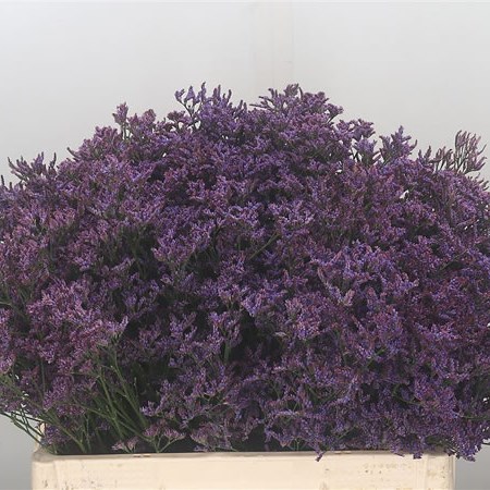 Limonium Piuma Dark Blue