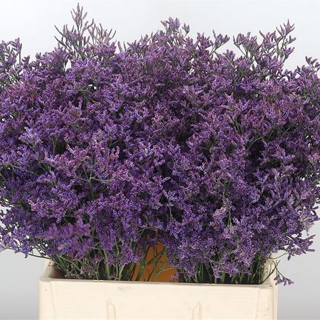 Limonium Piuma Dark Blue