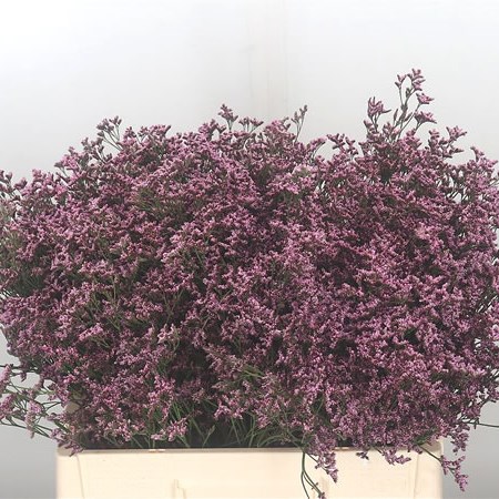 Limonium Piuma Pink Touch