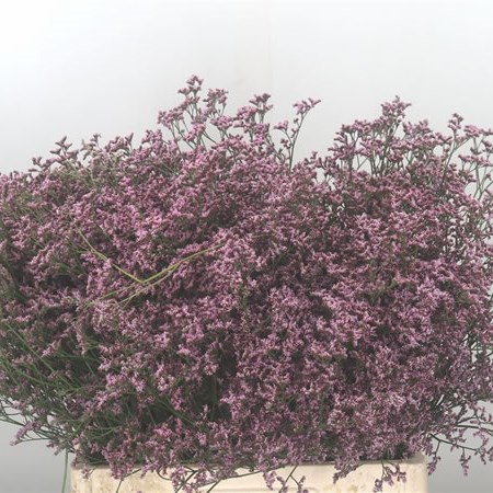 Limonium Piuma Pink Touch