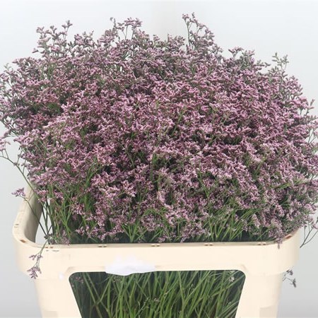 Limonium Piuma Pink Touch