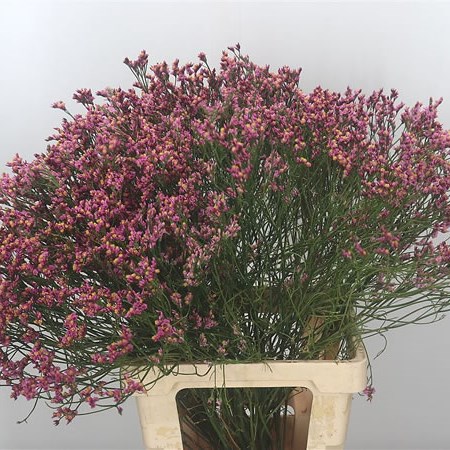 Limonium Princess Diamond