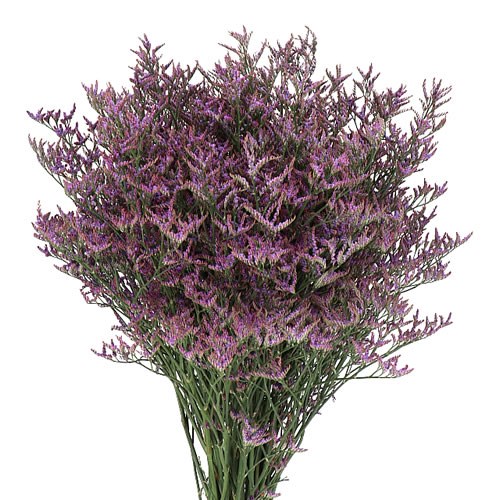 Limonium Safora Dark Blue