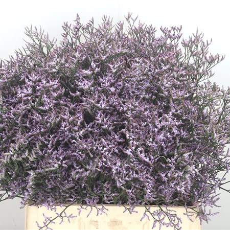 Limonium Safora Lilac